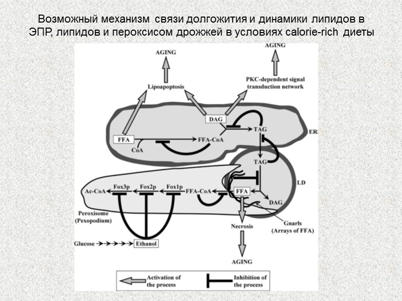 Возможный механизм связи долгожития и динамики липидов в ЭПР, липидов и пероксисом дрожжей в